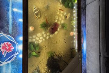 Table basse aquarium