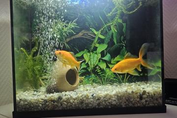 Aquarium complet + 2 poisson