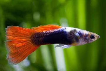 Guppys