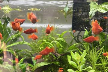 Platys rouge corail intense