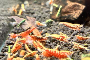 Caridinas galaxy fishbone red