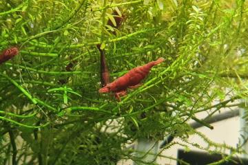 Neocaridina Red fire
