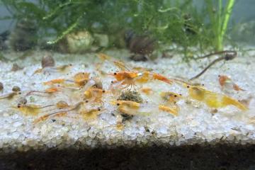 Crevettes rili orange
