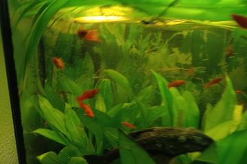 ECHANGE XIPHO ROUGE