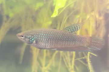 BETTA SMARAGDINA – JEUNES MÂLES & FEMELLES DISPONIBLES