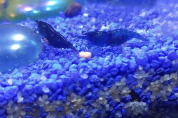 Crevettes Cardina Blue Velvet