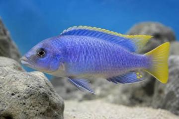 pseudotropheus acei