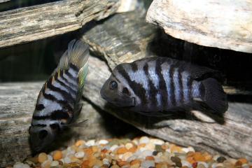 Amatitlania nigrofasciata