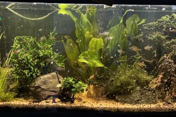 Aquarium EHEIM 250 litres complet