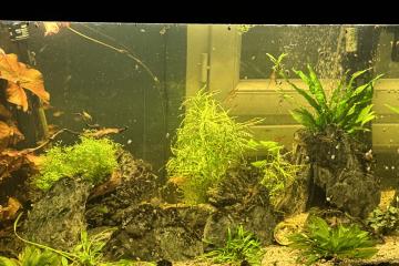 AQuarium OASE 160L