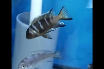 Cichlides du Malawi