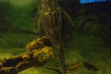 Pleco 26cm