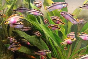 Pelvivachromis pulcher