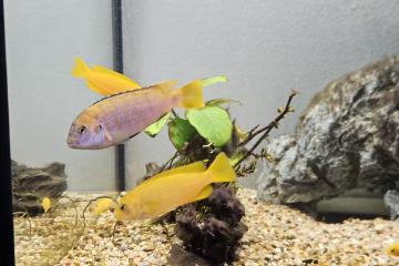 Cichlidés Malawi Chindongo saulosi / Pseudotropheus saulosi