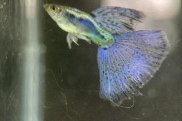 Guppy blue grass