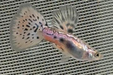 Guppy red grass