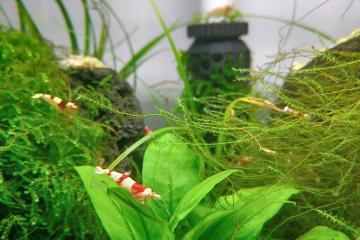 Crevettes Crystal Red