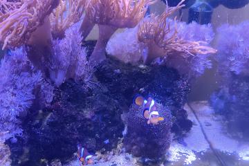 Couple poisson clowns
