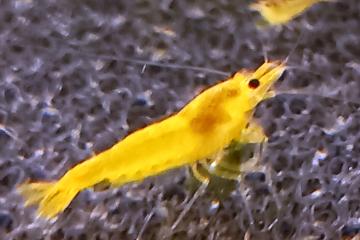 Crevette Yellow King Kong