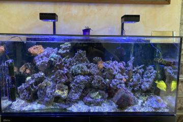Aquarium RECIFAL Redsea Reefer 350 complet