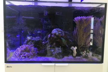Red Sea Reefer 300 XL