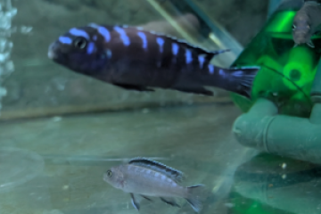 CICHLIDES MALAWI pseudotropheus elongatus neon spot F2