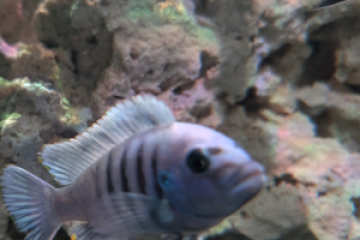 CICHILDE MALAWI Cynotilapia sp hara gallireya F2