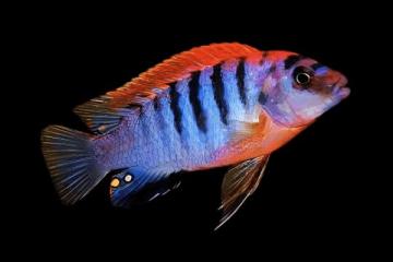 CICHLIDES MALAWI Labidochromis sp.  Hongi
