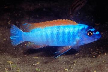 CICHLIDES MALAWI Labeotropheus trewavasae
