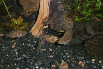 Neolamprologus similis