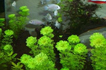 Labidochromis chisumulae