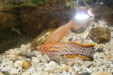 Fundulopanchax gardneri