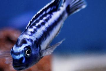 Cichlides