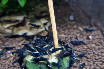Crevettes caridinas