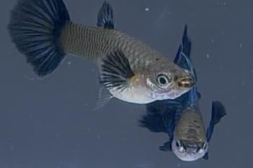 Guppy metallic blue big ears